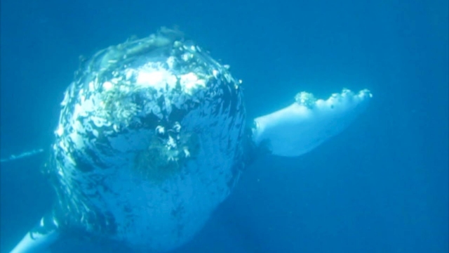 Ballenas grises